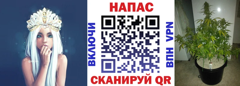 Канабис планчик Отрадный